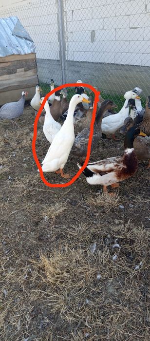 Vând sau schimb rate indiene