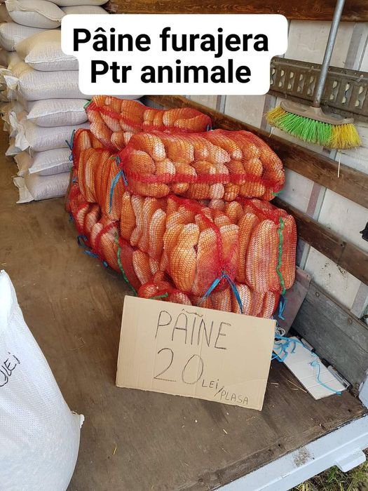 grau ,porumb,uruiala