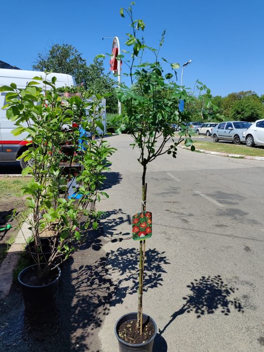 Trandafiri pomisori diferite culori