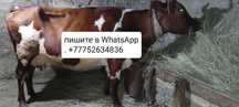 Продаю срочно вместе с телёночком спокойной...ш