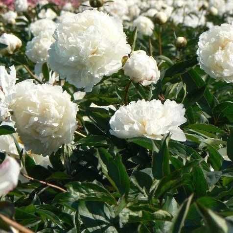 Rizomi ( bulbi) de Bujor Nobil Gigant, pt plantat, Alb, Roz, Rosu