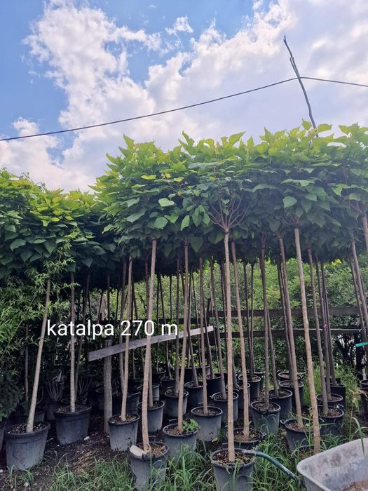 Vând copaci orientali mesteacăn  tei arțar platan și tuia