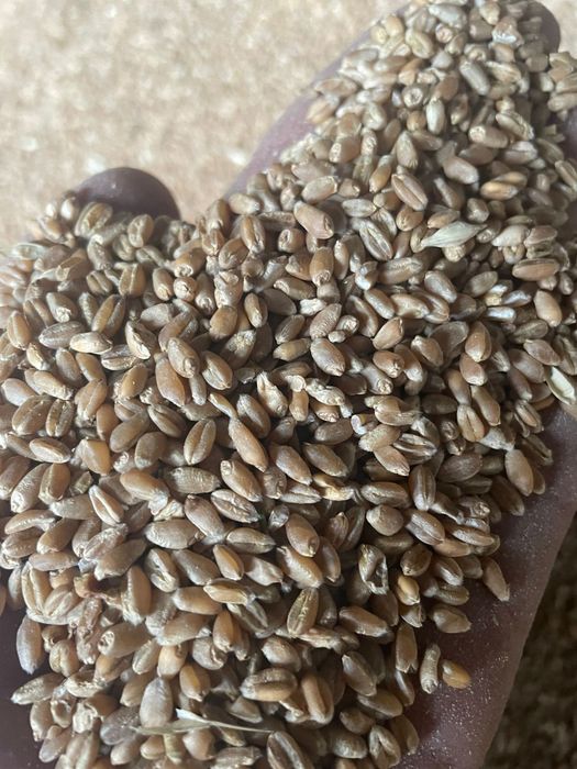 Пшеница.Лён.Ячмень.Сафлор.Итд