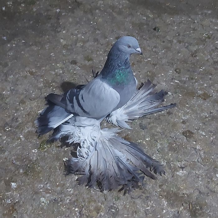 Сизи самец  перц