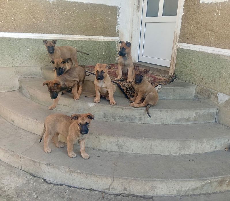 Donez căței belgian Malinois