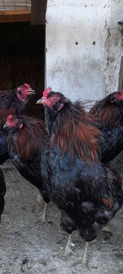 Vând cocoși rasa araucana