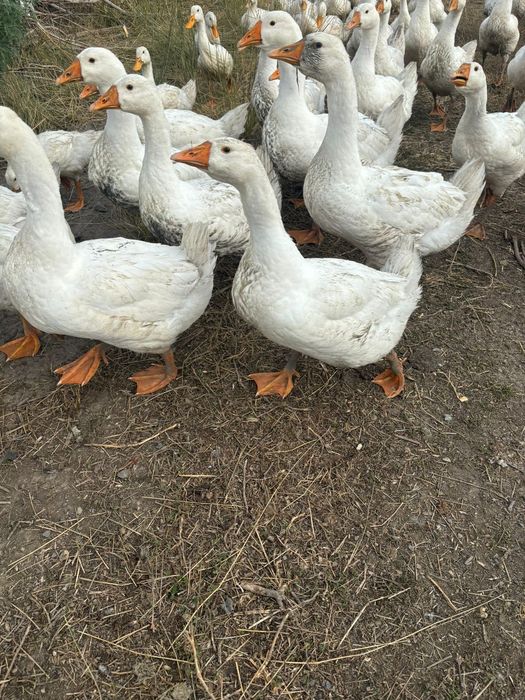 Гусята порода линда