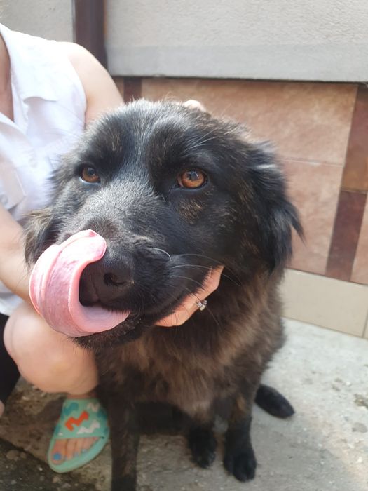 Cățeluși spre adopție