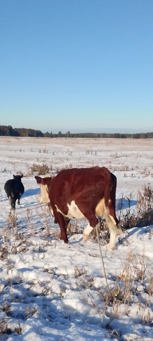 Продам коров 2 штуки