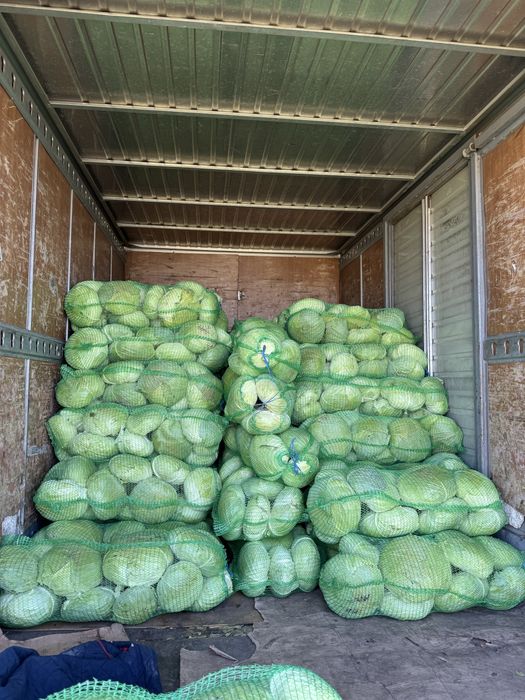 Varză Verde De Murat/Tocat