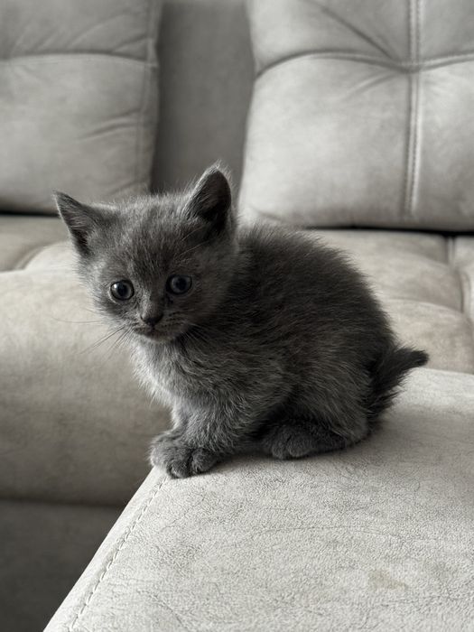 Mushuk sotiladi 35 kunlik