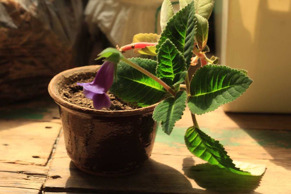 Креативный, керамический цветочный горшок