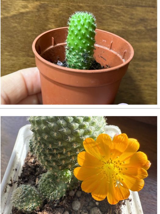 Продам домашние кактусы