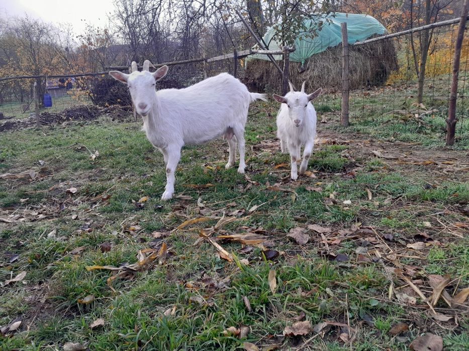 Caprite rasa bună Saanen