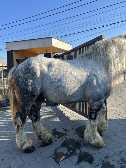 cal castrat greu de vanzare