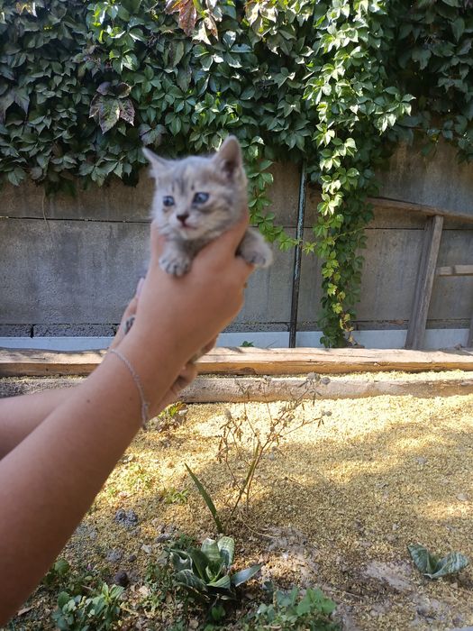 Отдам котят в добрые руки