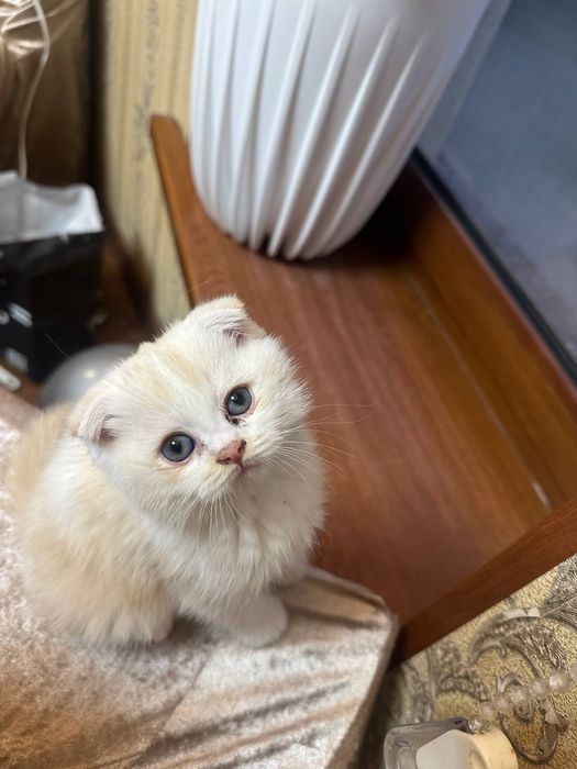 Mushuk zoti Scottish Fold biranstki 2 qolgan biri qizcha biri ugʻilcha