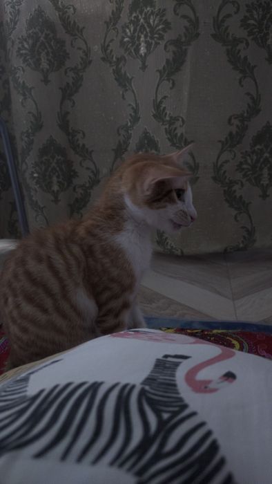 пропал кот, в районе электрона