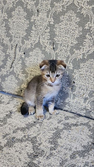 Кошка золотистая шиншилла