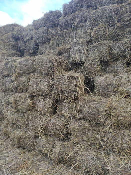 Сено суданская трава