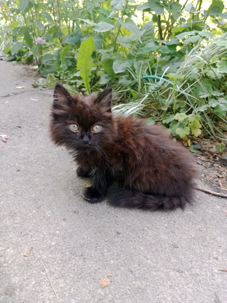 Котята в поисках дома
