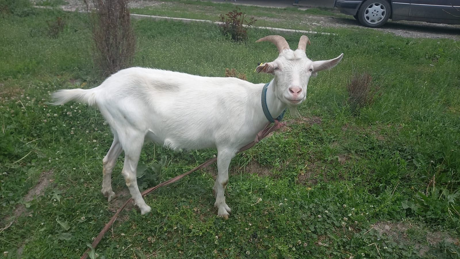 Продам Зааненскую, молочную козу. 130000 тг