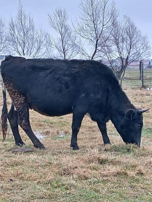 Vaci de vânzare a fata