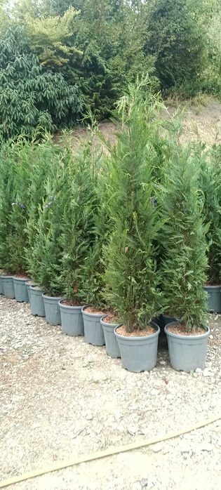 Plante decorative și copaci pentru grădina ta