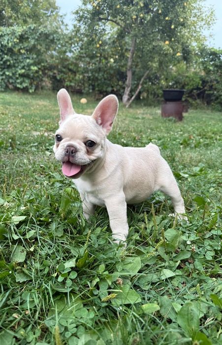 Bulldog francez femelă