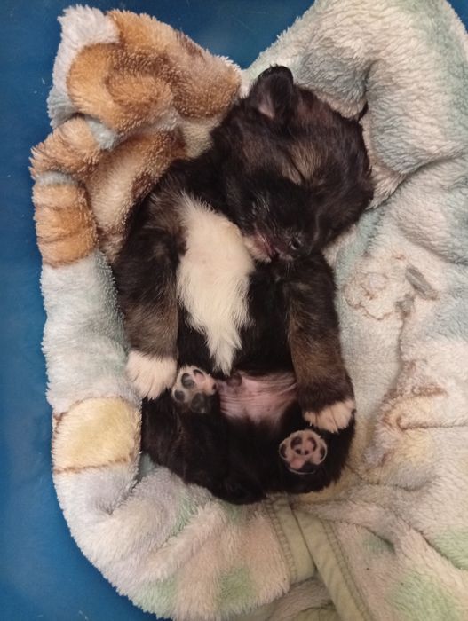 Отдам даром щенка только в добрые руки