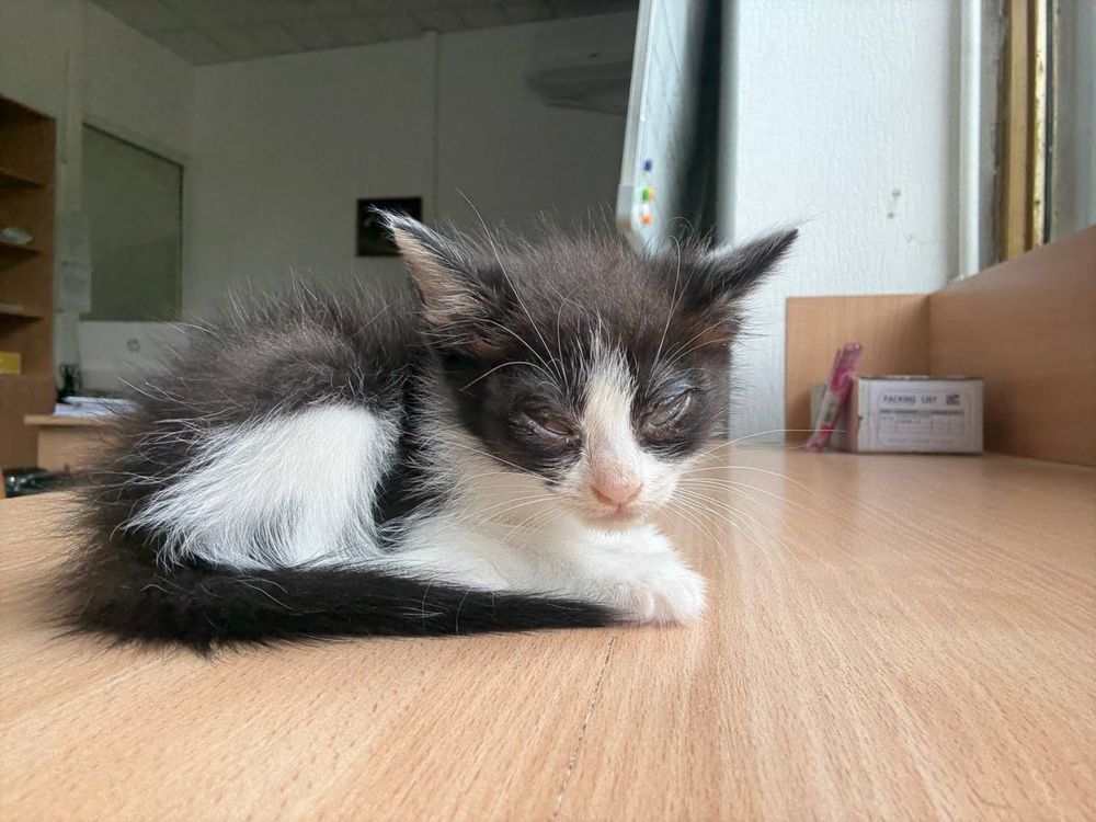 Отдадим котенка в хорошие руки !