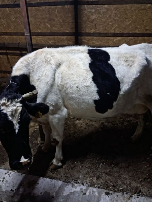 Vaca de vânzare cu lapte