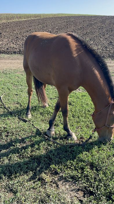 Vand sau schimb iapa