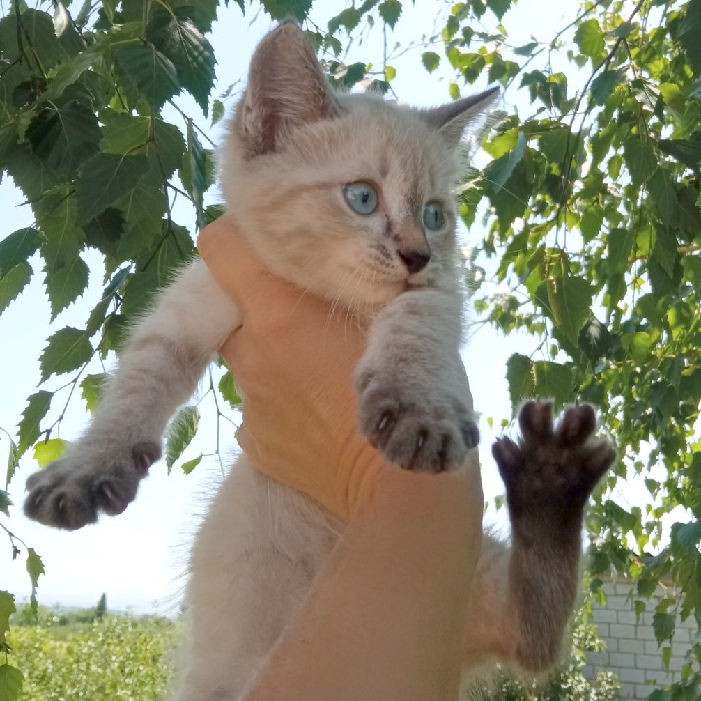 Отдам котенка, девочка.