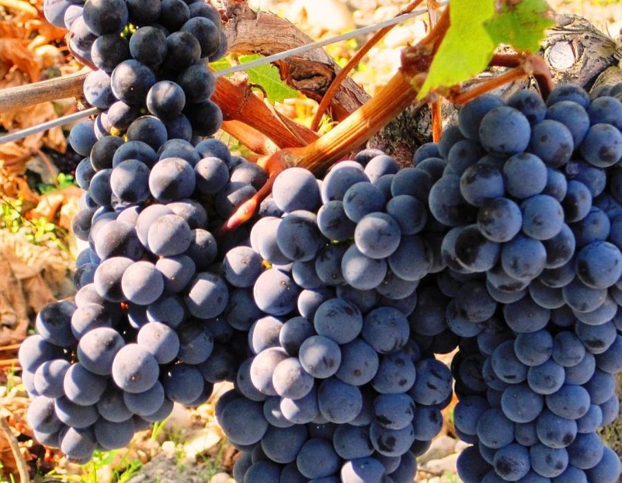 Struguri de vin 2025