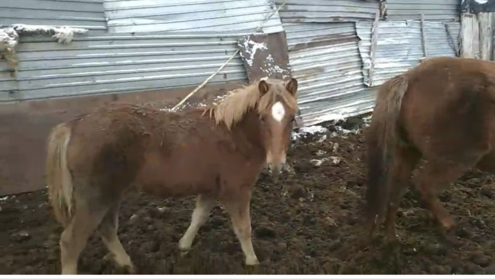 Продам 20 жабағы жеребят по 250 тыс