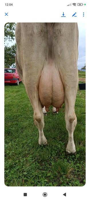 Vaca bruna de vânzare
