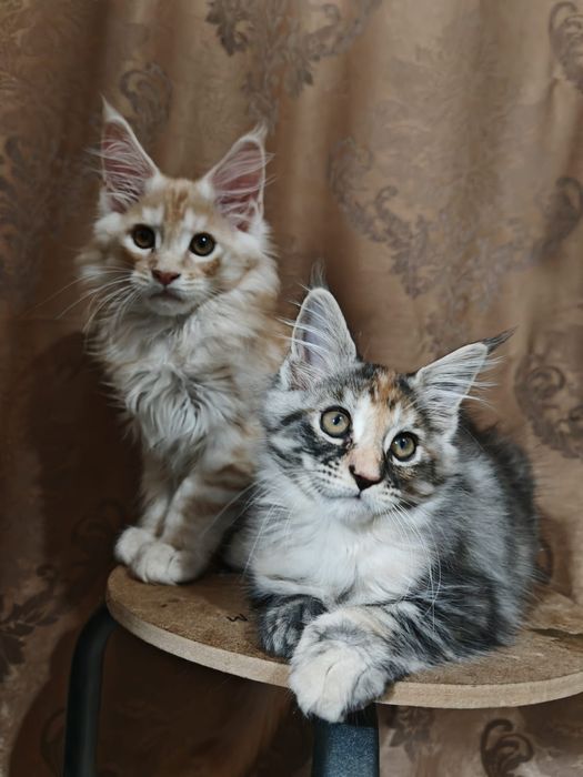 Котята Мейн-куны