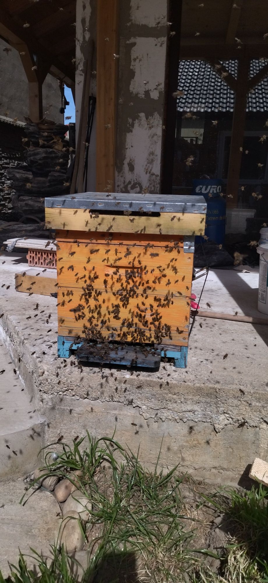 Vând familii de albine și ceara eta 1/1 dadant