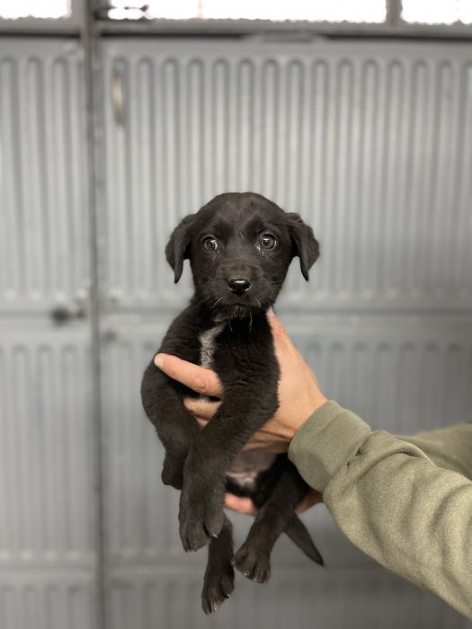 Подаряваме 3 малки женски кученца