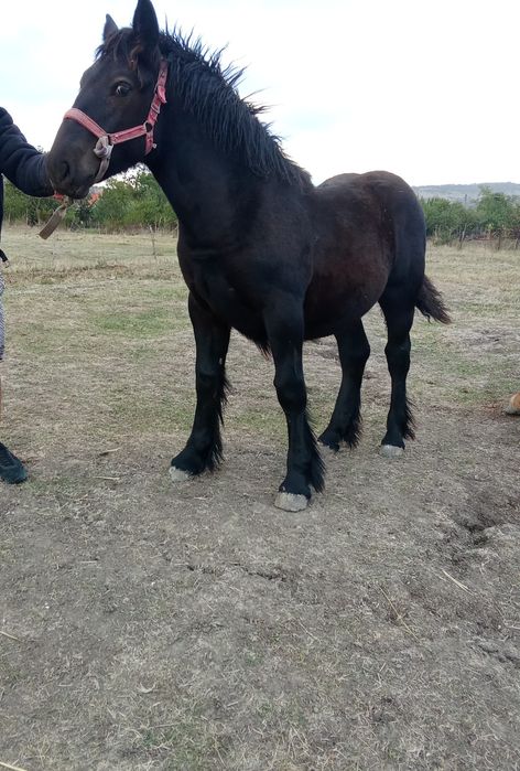 O mânză ardeneza de vânzare