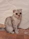 Шотландский кошка 10000
