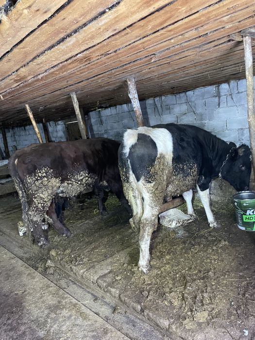 Продам 2 бычков 2 годовалые