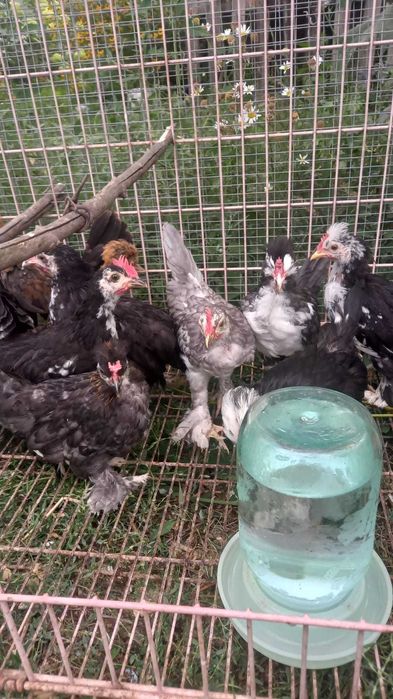 Продам декоративных курей