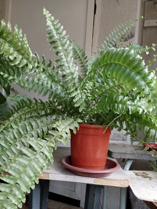 Продам комнатные цветы папоротники, эписции, монстеры, филодендрон