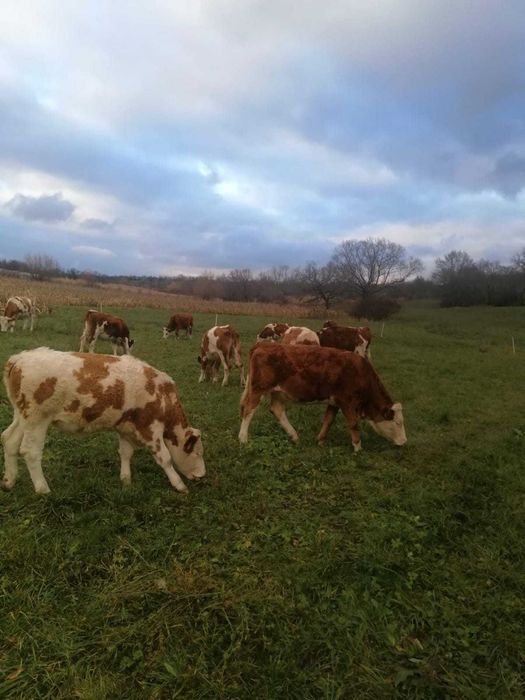 Vand juninci baltate