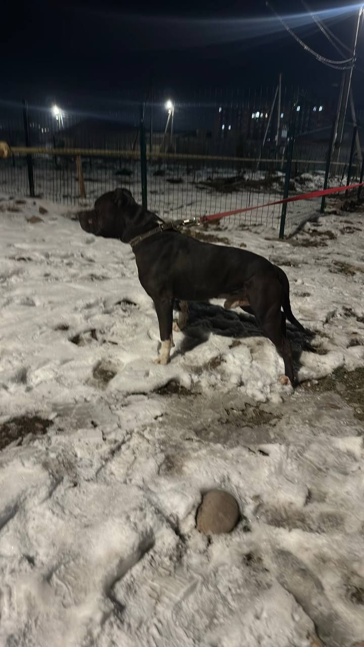 Pitbul qoshish uchun