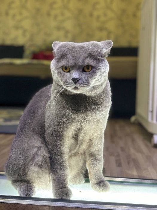 Британский кот, отдам в хорошие руки