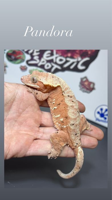 Crested gecko/ soparla/gecko cu creasta/reptila