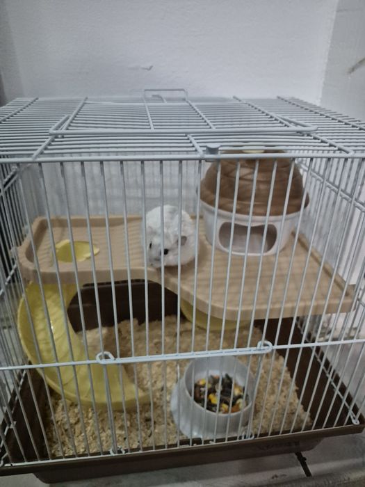Vand hamster pitic